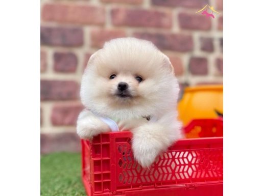 MINIK AYICIK SURATLI POMERANIAN YAVRUSLAR