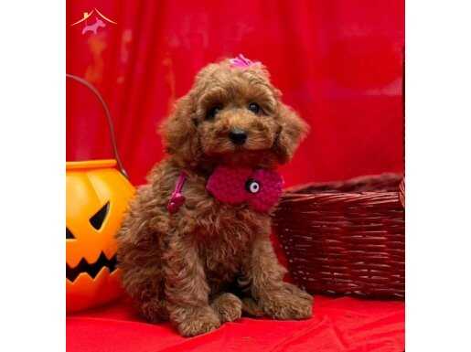 ORİJİNAL BOY KORE POODLE BEBEKLER