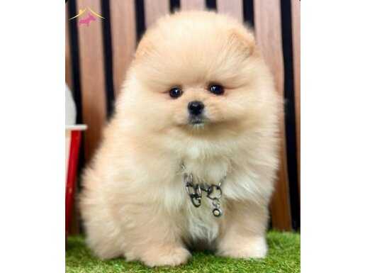 AYICIK SURATLI BEBEK POM YAVRULAR