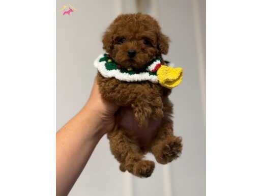 KORENİN BİRİCİK BEBEKLERİ TOY POODLE YAVRULAR