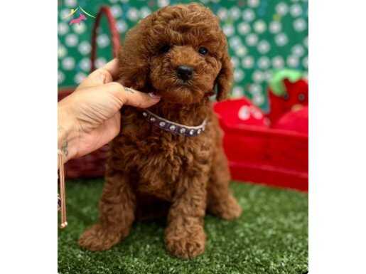 ORİJİNAL TOY POODLE BEBEKLER