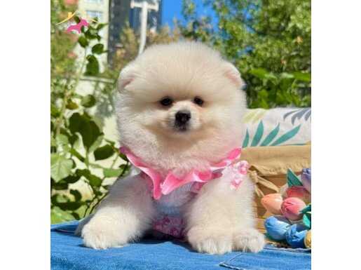 MİNİCİK SURATLI AYICIK POMERANİAN BEBEKLER