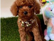 WC EĞİTİMLİ ORİJİNAL TOY POODLE BEBEKLER