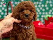 ORİJİNAL TOY POODLE BEBEKLER