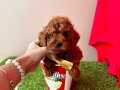 MİNİŞ BAL SURAT TOY POODLE BEBEKLER