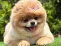 ORİJİNAL TEDY FACE POMERANİAN BEBEKLER