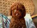 ALEXİN MİNNAK TOY POODLE BEBEKLERİ