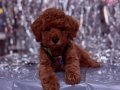 KORENİN BİR NUMARA POODLE ÇOCUKLARI