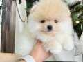 ORİJİNAL POMERANİN BOO BEBEKLER