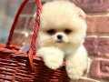 ORİJİNAL AYICIK SURATLI ÇİŞ EĞİTİMLİ POMERANİAN BOO BEBEKLER