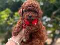 ÇİŞ EĞİTİMLİ ORİJİNAL KORE POODLE
