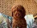 KIZIL KAN ORİJİNAL TOY POODLE BEBEKLER