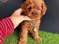 ORİJİNAL TEACUP POODLE BEBEKLER