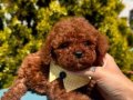 MİNİCİK WC EĞİTİMLİ TIY POODLE BEBEKLER