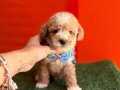 ORIJINAL MALTIPOO BEBEKLER
