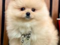 ÇİŞ EĞİTİMLİ ORİJİNAL TEDDY FACE POMERANİAN BOO BEBEKLER