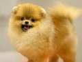 BASIK BURUN AYICIK SURATLI MİNİCİK POMERANİAN BOO BEBEKLER