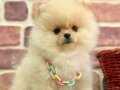 TEDDY FACE WC EĞİTİMLİ POMERANİAN BOO BEBEKLER