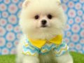 ORIJINAL TEDDY FACE WC EGITIMLI POM YAVRULAR