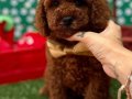 WC EGITIMLI KORE BEBEGI TOY POODLE