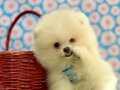 Ayıcık suratlı orijinal pomeranian boo bebekler