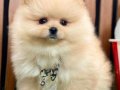 DÜNYALAR TATLISI POMERANİAN BOO BEBEKLER