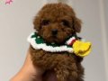 KORENİN BİRİCİK BEBEKLERİ TOY POODLE YAVRULAR