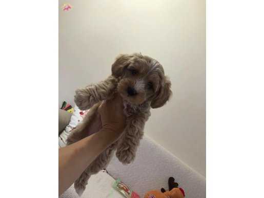 Maltipoo yavrularımız 