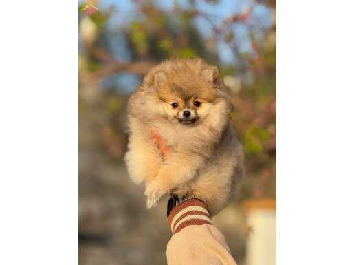 Ayı surat garantili pomeranian boo yavrularımız 