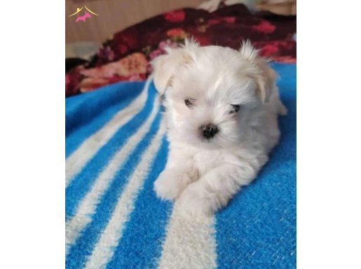 Kar beyazı maltese bebeğimiz 