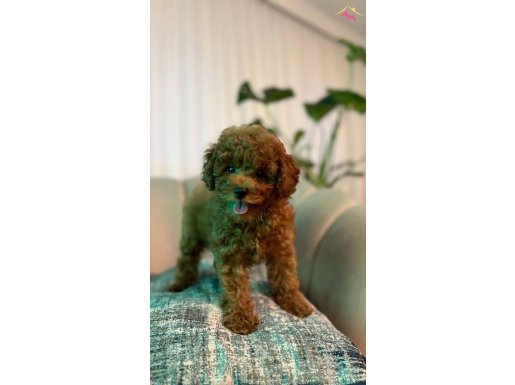 Güzeller güzeli poodle yavrumuz 