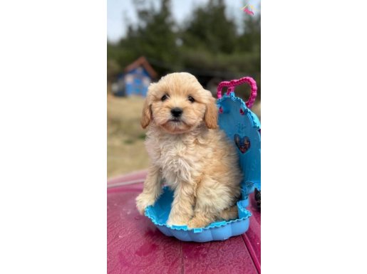Tatlı mı tatlı maltipoo yavrumuz 