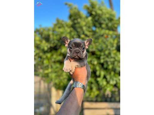 Egzotik French Bulldog bebeklerimiz