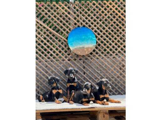Safkan doberman bebekler