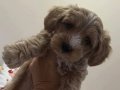 Maltipoo yavrularımız 