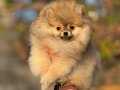 Ayı surat garantili pomeranian boo yavrularımız 