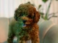 Güzeller güzeli poodle yavrumuz 