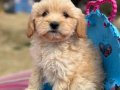 Tatlı mı tatlı maltipoo yavrumuz 