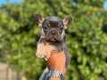Egzotik French Bulldog bebeklerimiz