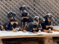 Safkan doberman bebekler