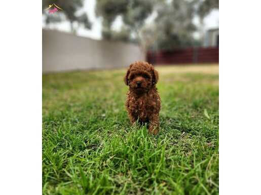 Toypoodle yavrularımız Uygun değil