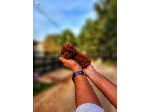 Toypoodle yavrularımız 
