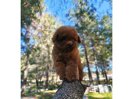 Bakanlık Onaylı Toy Poodle 
