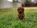 Toypoodle yavrularımız Uygun değil