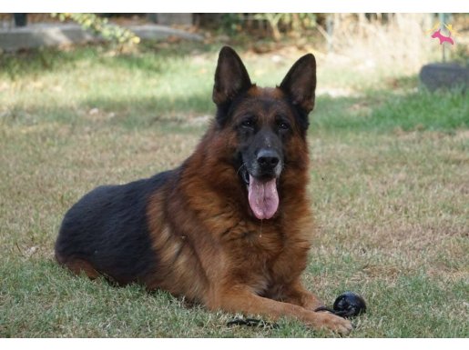 SAFKAN ALMAN KURDU YAVRULARI