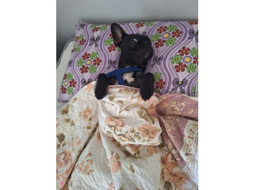 2 Yaş Dişi French Bulldog Şila