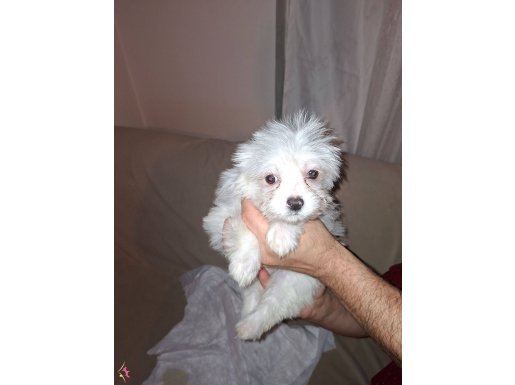 Kore Maltese / 3 aylık