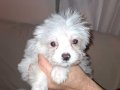 Kore Maltese / 3 aylık
