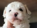 Mini boy olma garantisi ile ırk ve sağlık garantili maltese