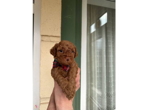 Toy poodle yavrularımız yeni yuvalarını arıyor 